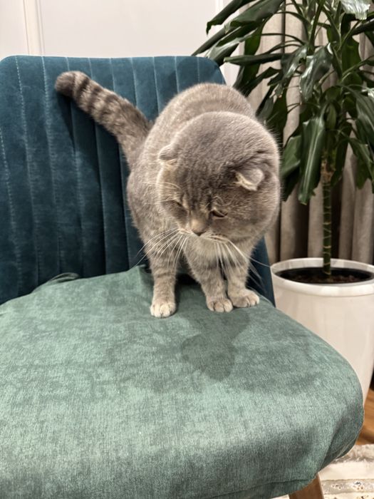 Vyazka uchun o’gil bola mushuk