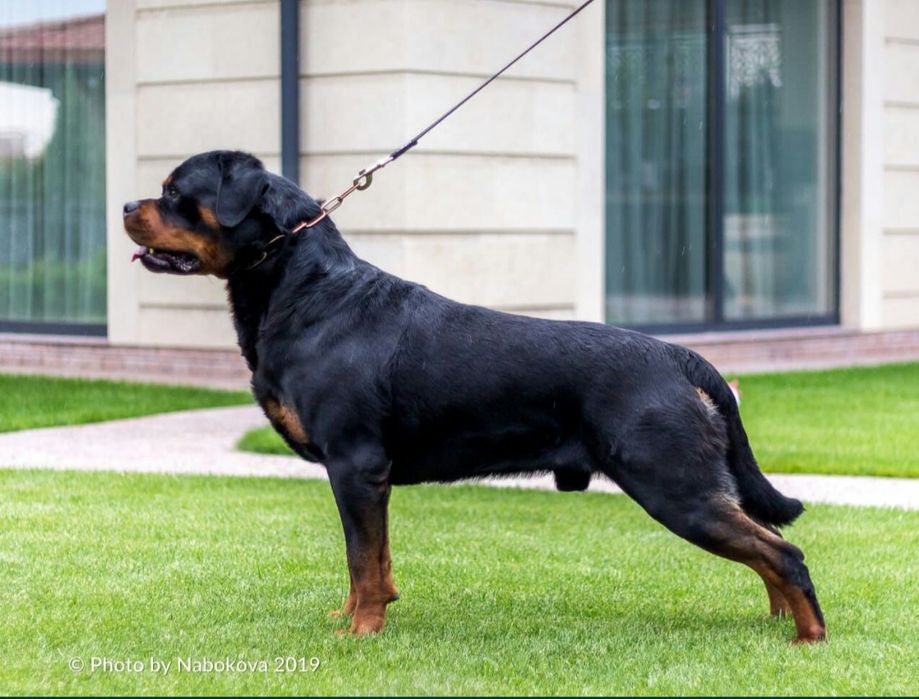 Доступен для вязок кобель ротвейлера