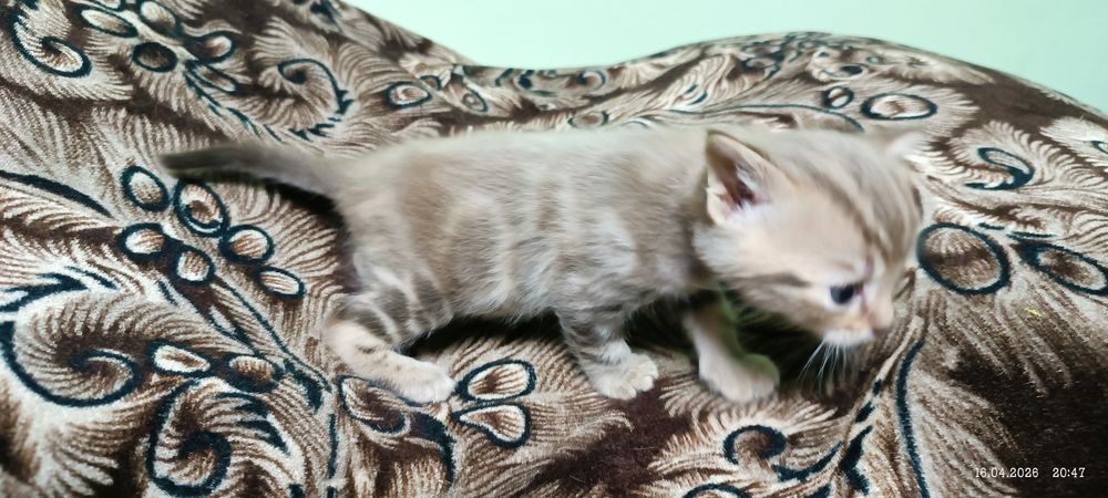 Британский котенок