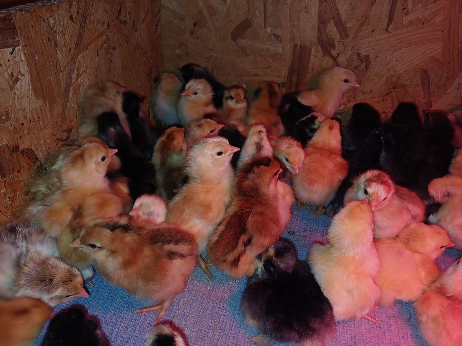 Pui de casă de o zi