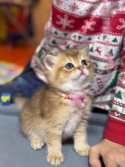 ВЯЗКА!!! британский кот оригинал ny12