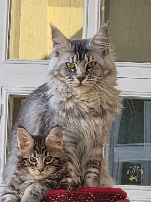 Котенок мейн кун продается