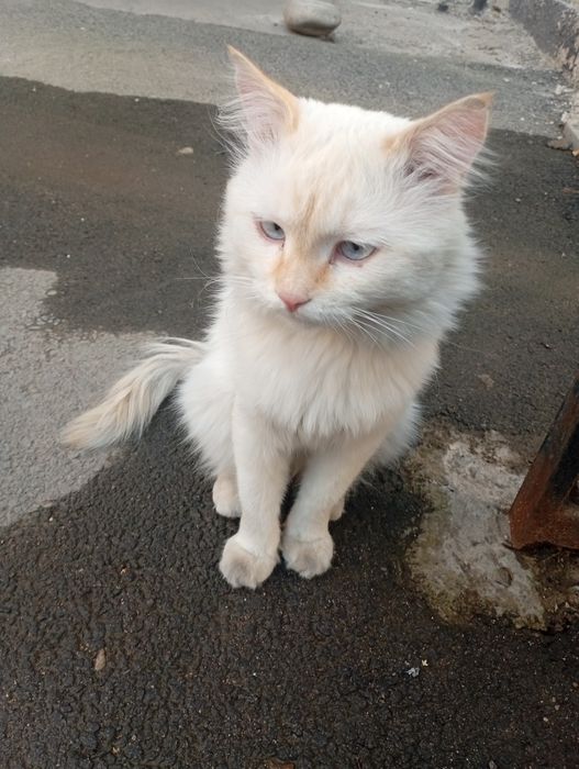 Срочно нужен дом котику