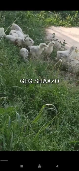 Gegant Qora shaxzoda toza qon Svetliviy BRAMMA jo'jalari bor 30 kunlid