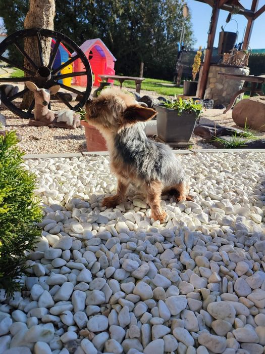 Йоркширски териер мини