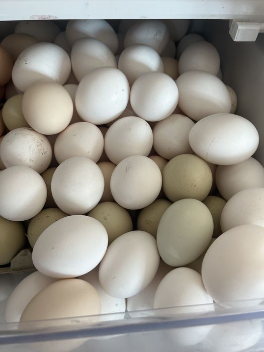 Домашни яйца от свободни какошки ..