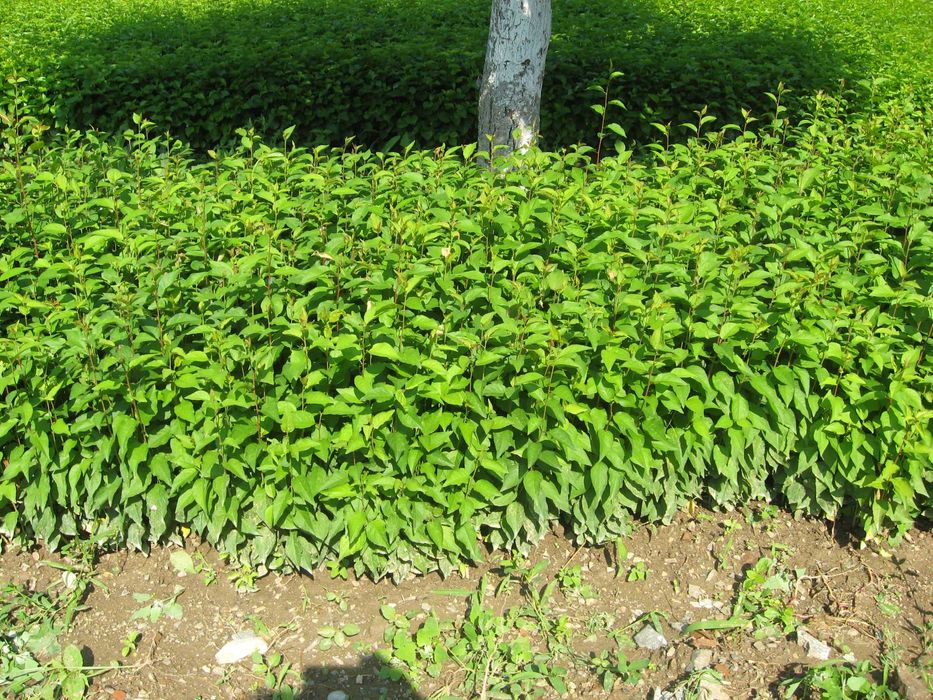 Продавам подложки джанка и махалебка.