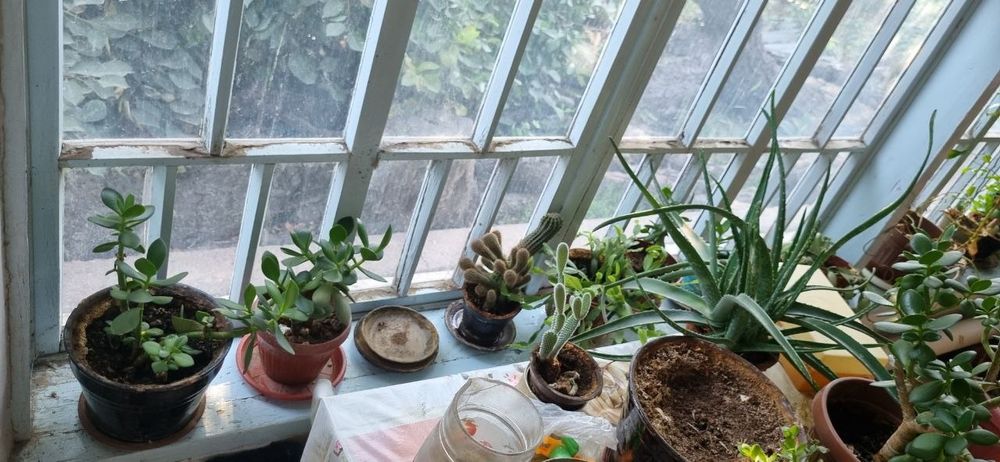 Продаётся комнатные цветы