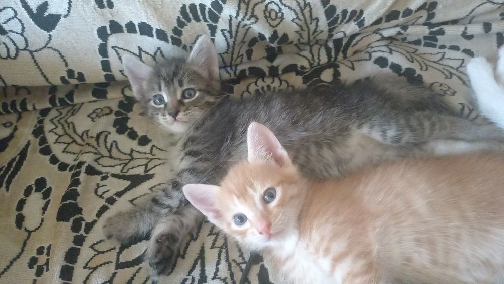Котята даром! В добрые руки
