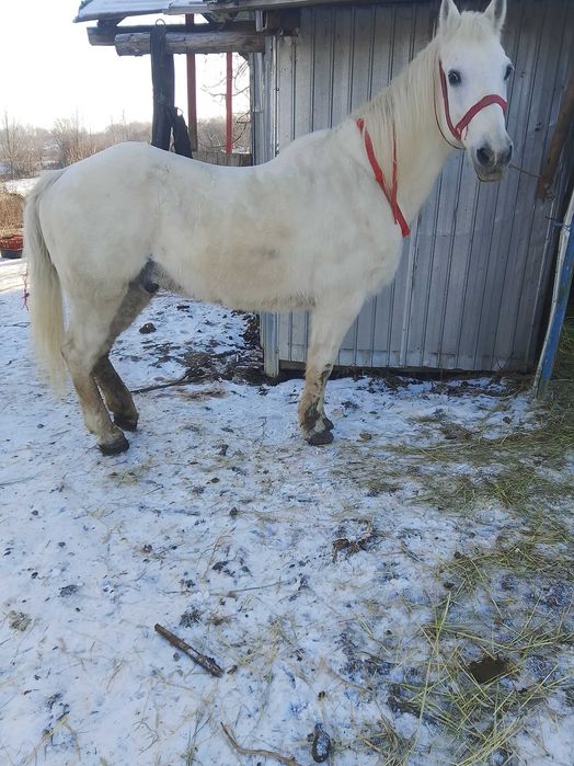 De vânzare cal castrat de 9 ani foarte cuminte și harnic