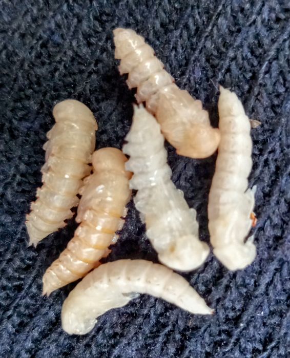 VIERMI DE FAINA Tenebrio molitor și Superworms