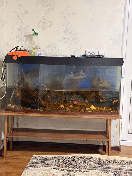 аквриум сотилади балиғлари билан плисос балиғиям бор 20 см яхши холатд