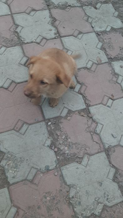 Кобелек пристраивается