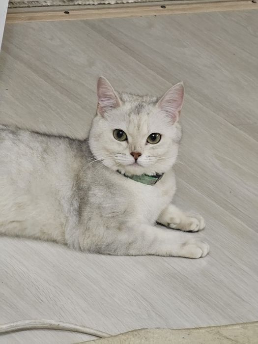 Продается кошка британская шиншилла