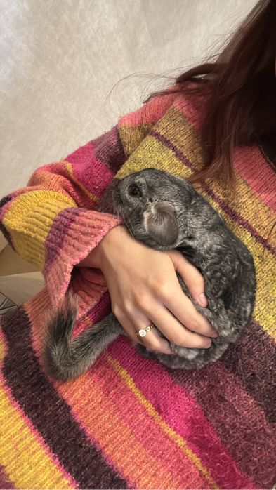 Шиншилла мальчик