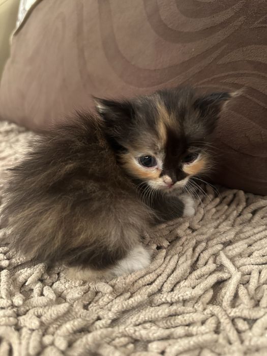 Котята ласковые ручные