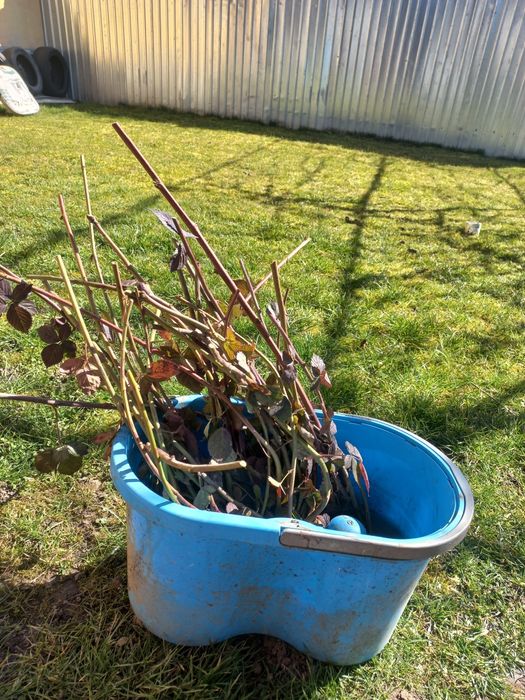 Vând butasi  de mure