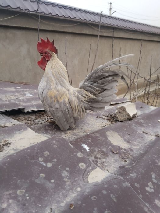 Два петушка шабо .