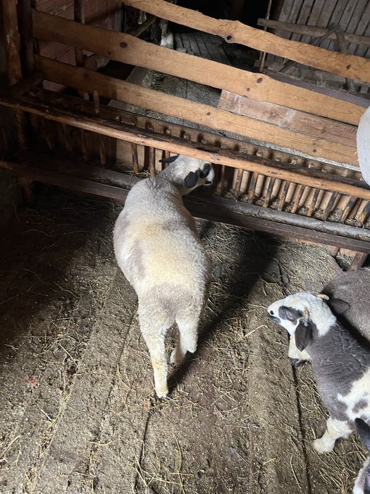 Български агнета- планинско отглеждане