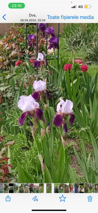 Iriși germanica  (stanjenei)