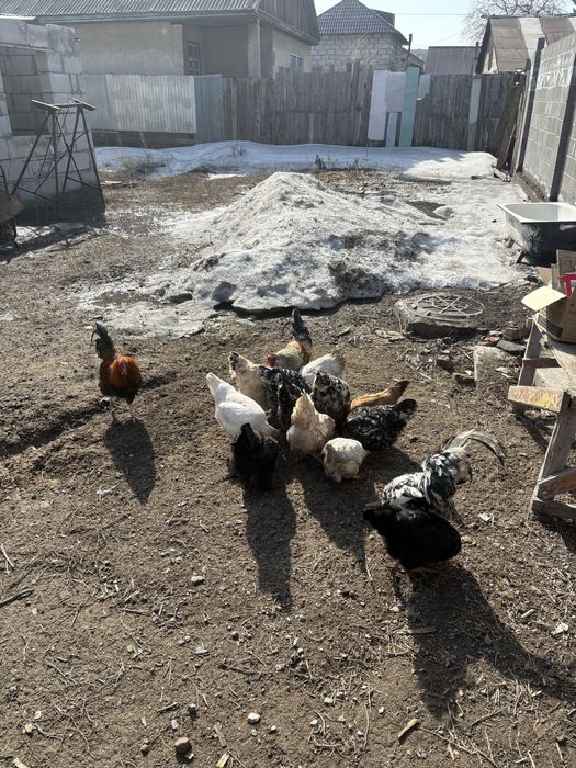 Продам куриц с петухами