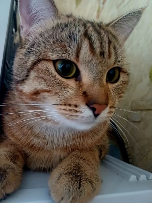отдам кота в хорошие руки