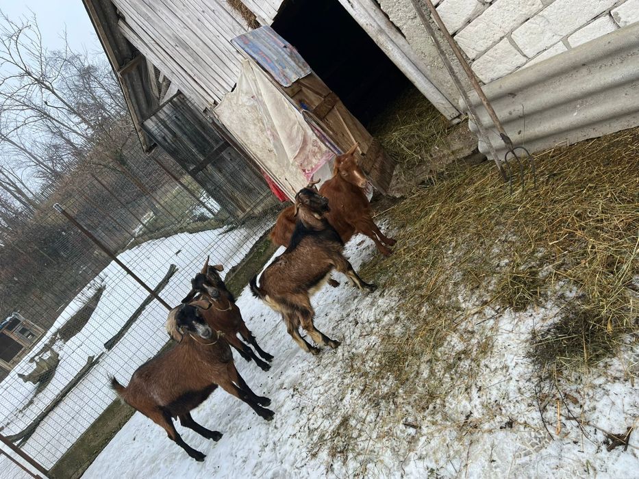 Capre: 1 Românească, 4 Anglo Nubian