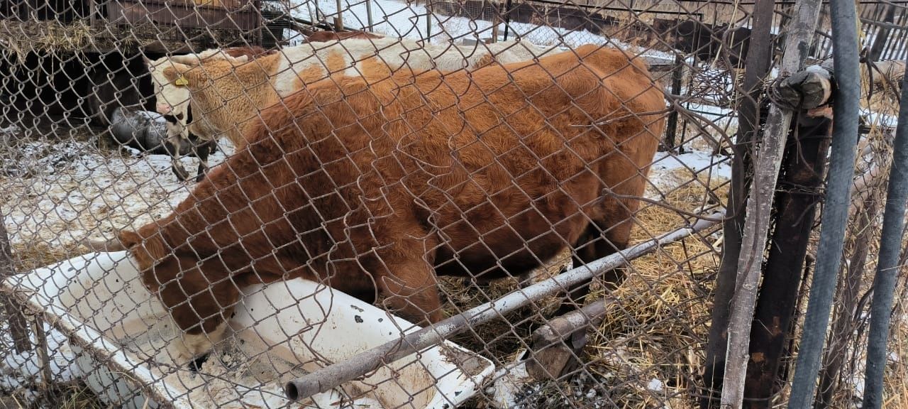 Бык ленинский отзывы