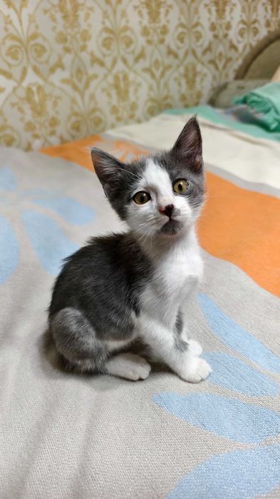 Добрые и ласковые котята
