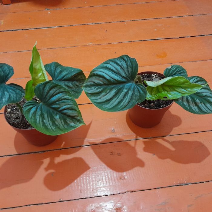 Филодедрон пловмани