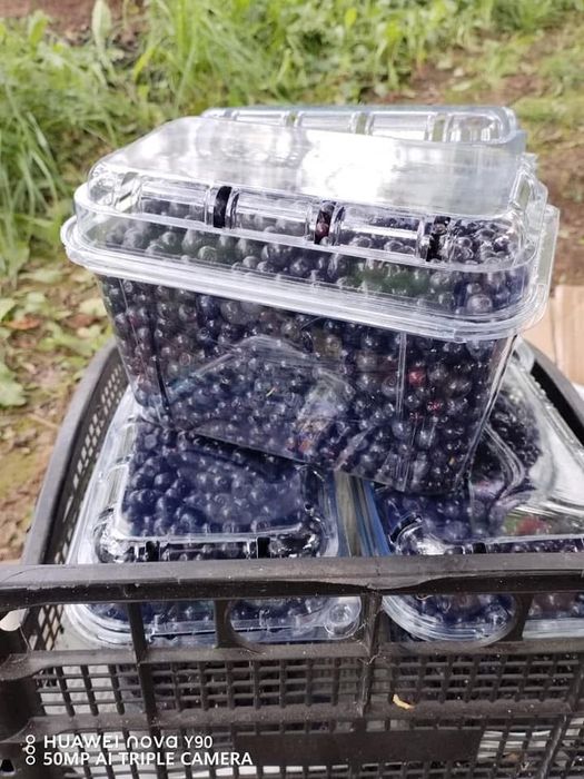 Vând afine de pădure! Din zona de munte prețul este de 30 lei/ kg.