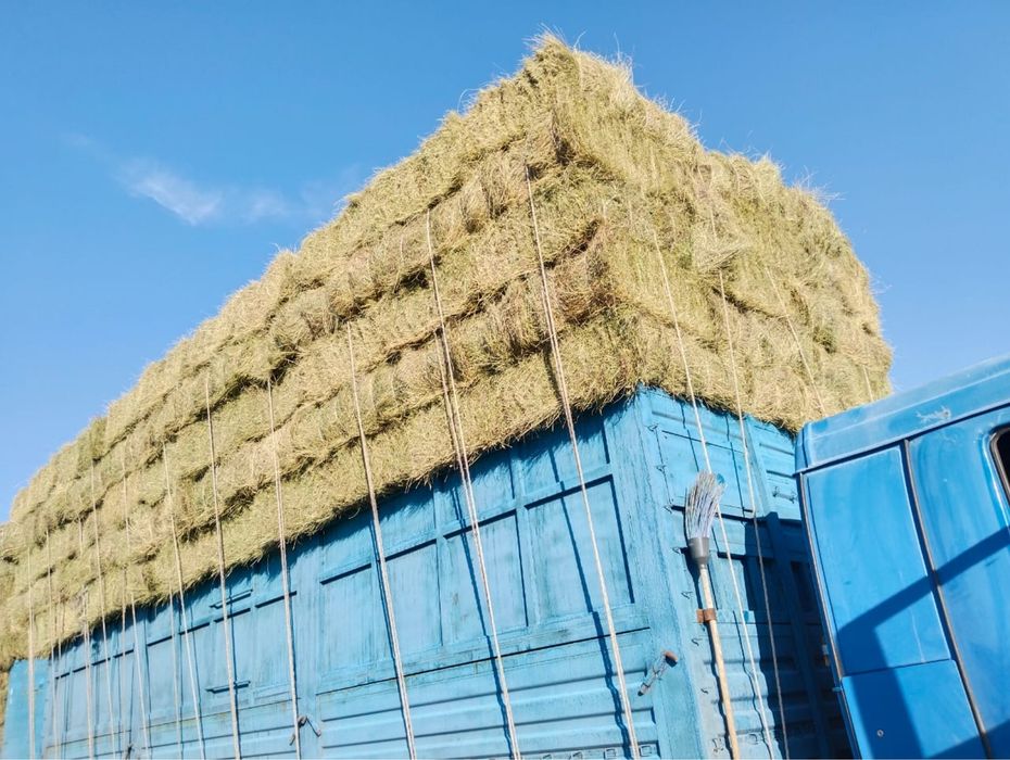 Продам тюковое сено