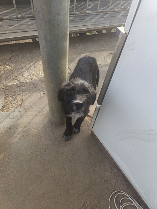 Двама братя сладури търсят нов дом