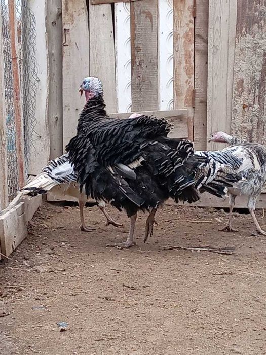 индюк қораз сатылады