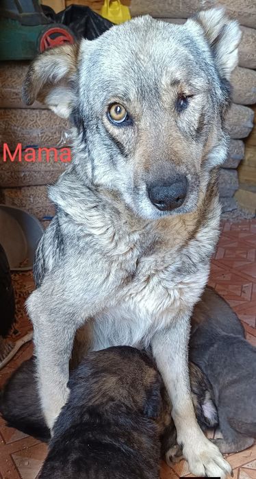 Adopție cățelușa adultă traumatizată