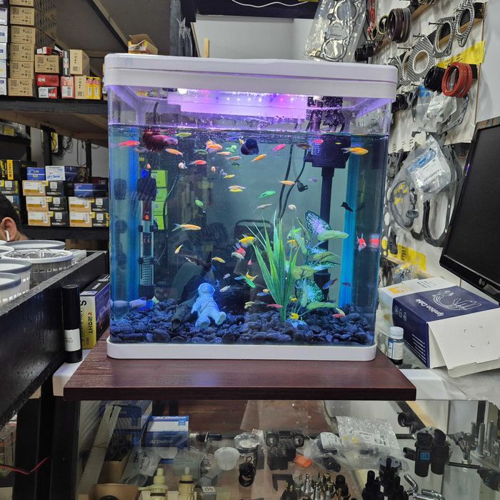 akvarium baliqlari bilan