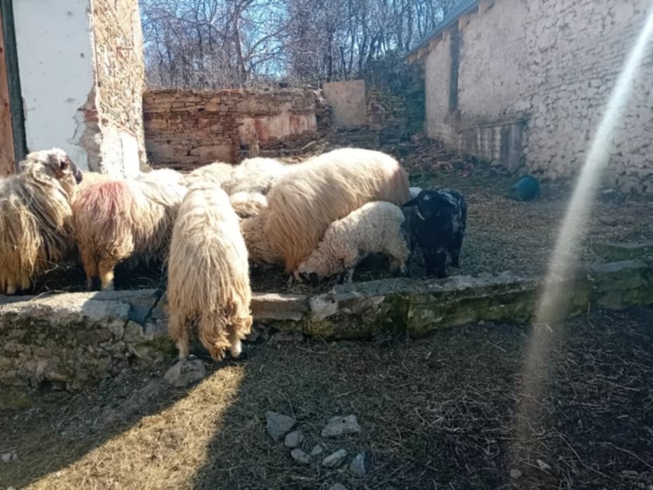 Oi de vanzare cu mei