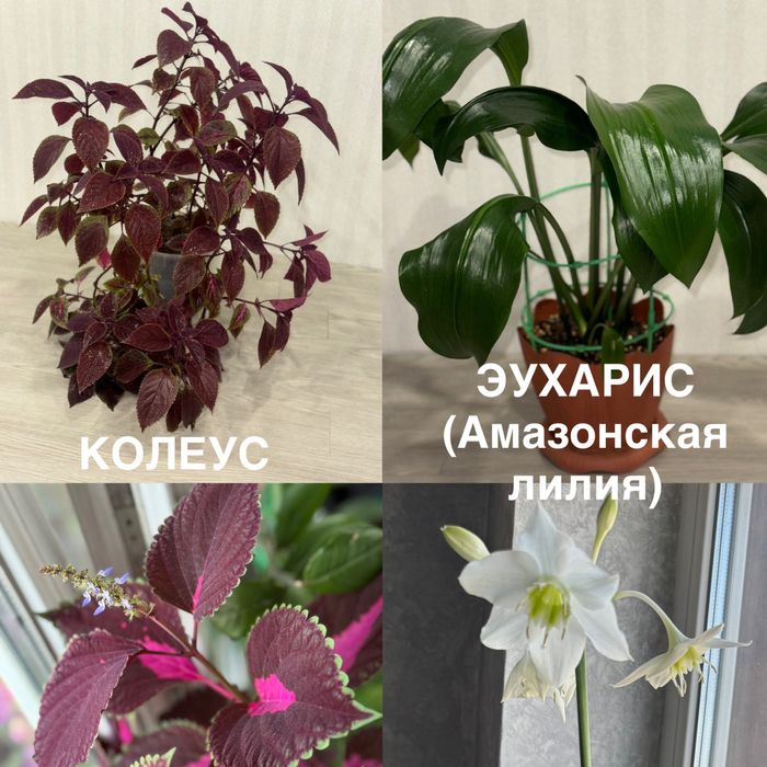 Домашние цветы 60см