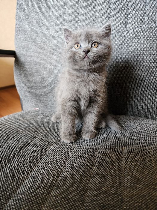 Продам домашних котят