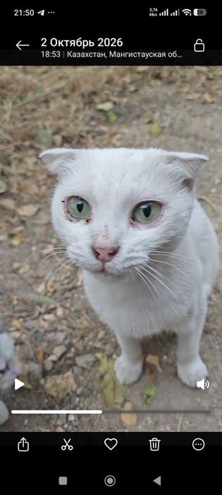Кошка. вислоухая. Беспризорная