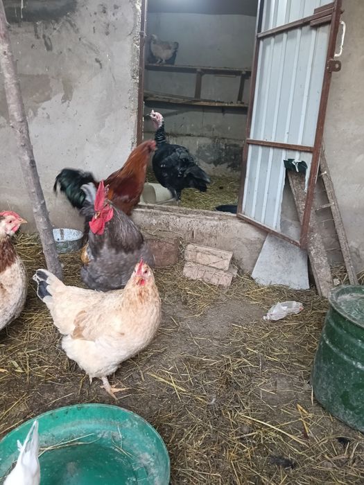 Тауык Куры Кораз