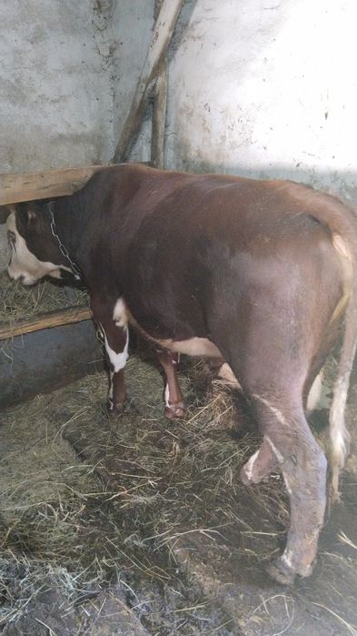 Продам 1 на выбор. Бычкам 1год2мец.