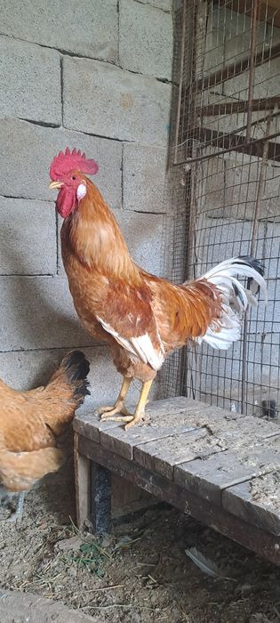 Продам петуха несушка