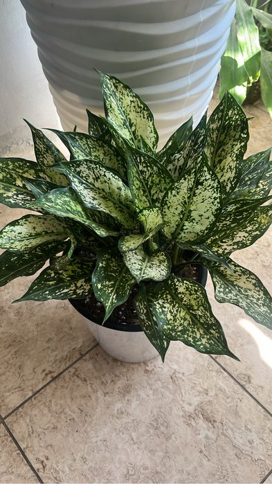 Агланема перстый  пересаженной готовые