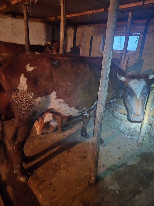 Продам КРС молодая 2 отел
