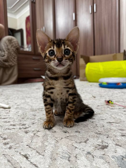 Бенгальские котята, мальчики