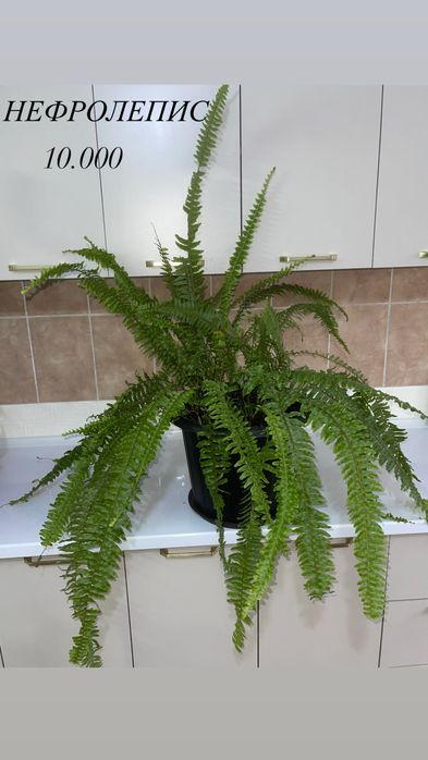 комнатные растения