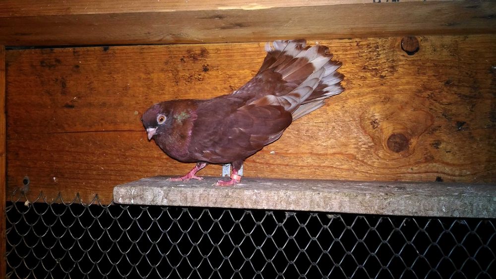 Porumbei jucatori galateni si zburatori romanesti