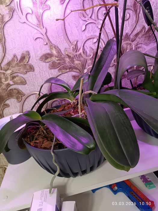 Прода орхидеи домашние