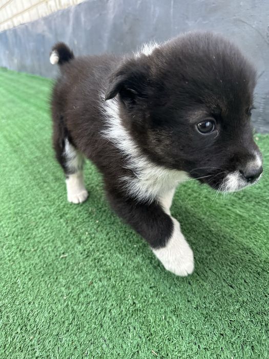 Щенок отдам в хорошие руки,